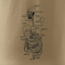 Skica ľudských orgánov