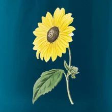 Slnečnica otočená