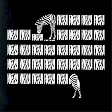 Zebra dlhá