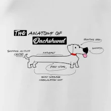 Jazvečík - Anatómia