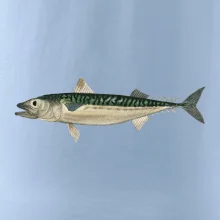 Makrela obecná Makrela obecná