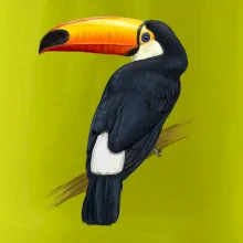 Tukan kreslený