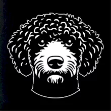 Lagotto romagnolo hlava na prsníku