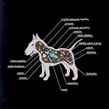 Tajomstvo bulteriéra s popisom (Pecka Design)