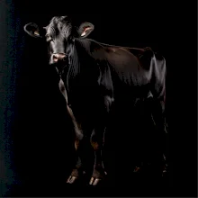 Čierna krava čierna fotka