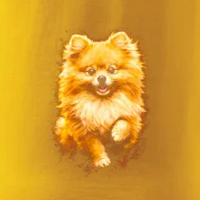 Obrázok poltón Pomoranský špic