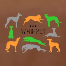 Whippet farebný