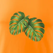 Monstera - dva listy