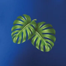 Monstera - dva listy Monstera - dva listy