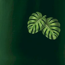 Monstera listy na prsu