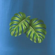 Monstera - dva listy Monstera - dva listy