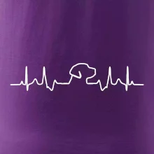 Labradorský retriever‎ EKG