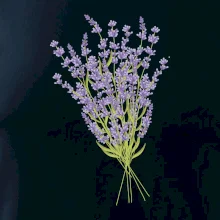 Levanduľa kreslená Levanduľa kreslená