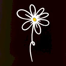 Kopretina - dole na výšku