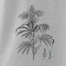 Konope kvietok čiernobiely  