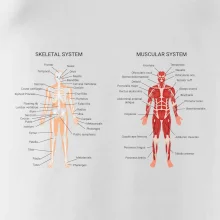 Skelet and Moscular system Skelet and Moscular system