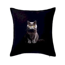 Britská mačka čierna fotka