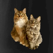 Mačky vectorizované (Moňas)