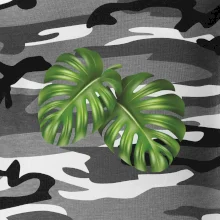 Monstera - dva listy Monstera - dva listy