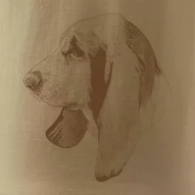 Basset - kreslená hlava