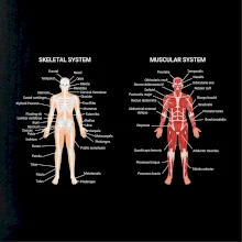 Skelet and Moscular system