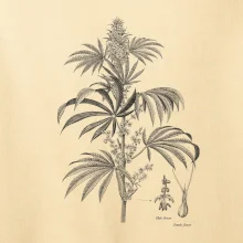 Konope kvietok čiernobiely  