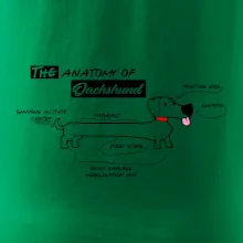 Jazvečík - Anatómia