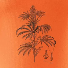 Konope kvietok čiernobiely  