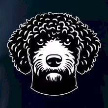 Lagotto romagnolo hlava na prsníku