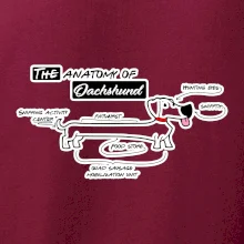 Jazvečík - Anatómia