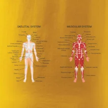 Skelet and Moscular system