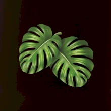 Monstera - dva listy