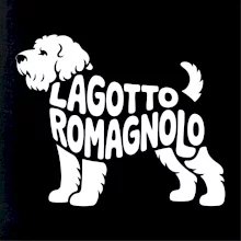 Lagotto romagnolo nápis v tele