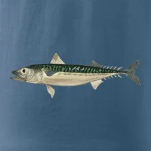 Makrela obecná Makrela obecná