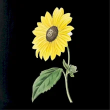 Slnečnica otočená