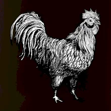 Kohút kreslený čiernobiely