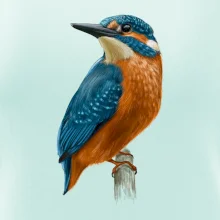 Ľadnáčik kreslený Ľadnáčik kreslený