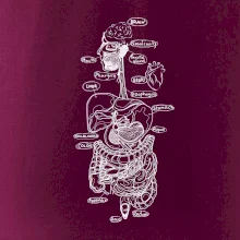 Skica ľudských orgánov