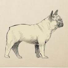 Vintage French bulldog
