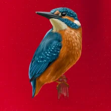 Ľadnáčik kreslený