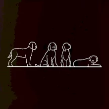 Lagotto romagnolo postavy linka