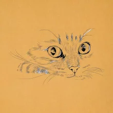 Mačka tvár kresba Mačka tvár kresba