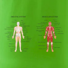 Skelet and Moscular system