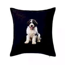 Lagotto romagnolo fotografia v tme