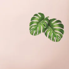 Monstera listy na prsu