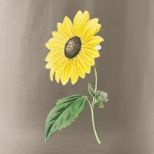 Slnečnica otočená