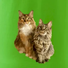 Mačky vectorizované (Moňas)