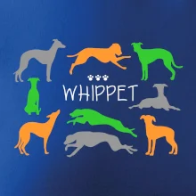 Whippet farebný
