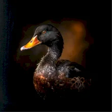 Kačica z boku čierna fotka