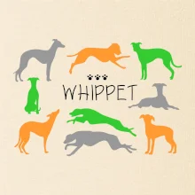 Whippet farebný